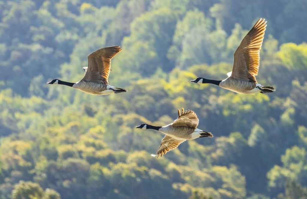 Immigration as a Profound Experience of&nbsp;Loss